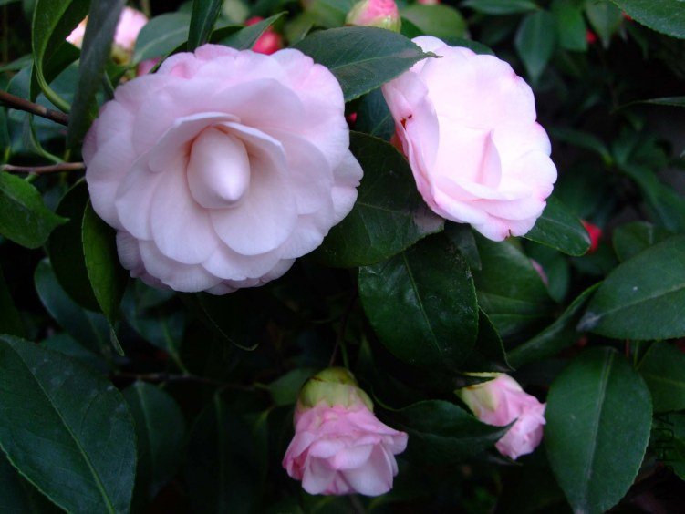 ��������� 2012-3-31f 015.jpg