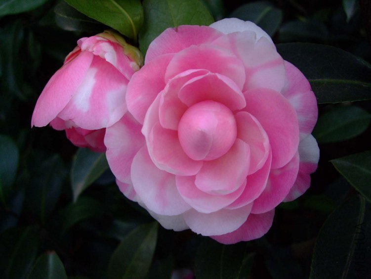���غ�˹ 2012-3-31f 023.jpg