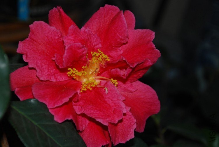 DSC_0482.JPG