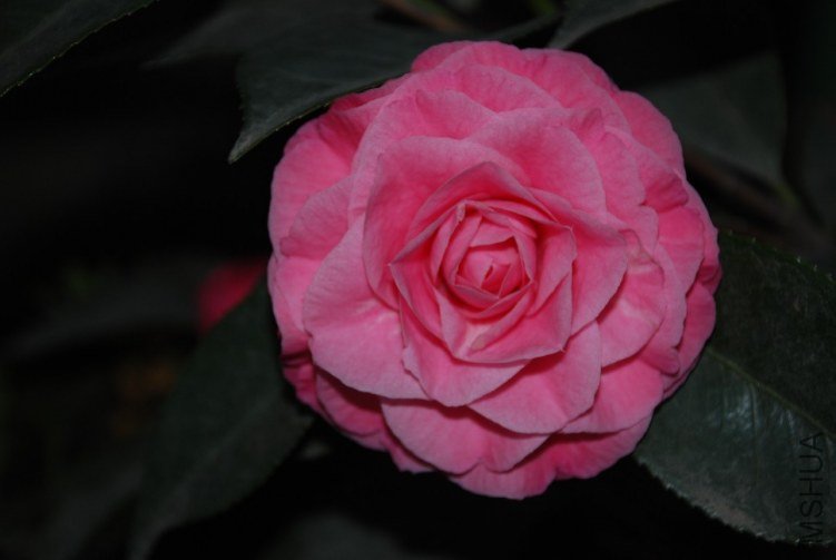 DSC_0483.JPG