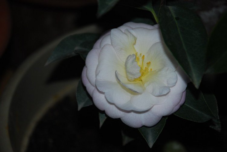 DSC_0484.JPG