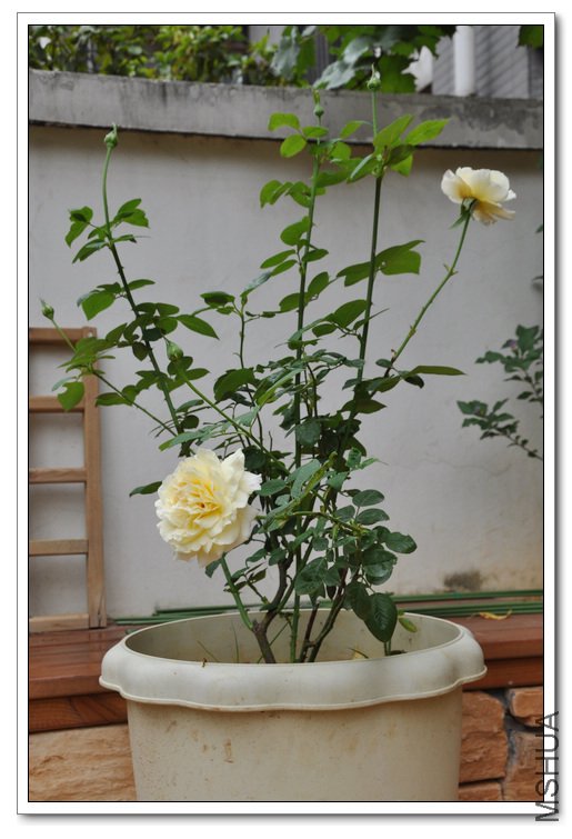 DSC_0015_��Ӱ_1.jpg