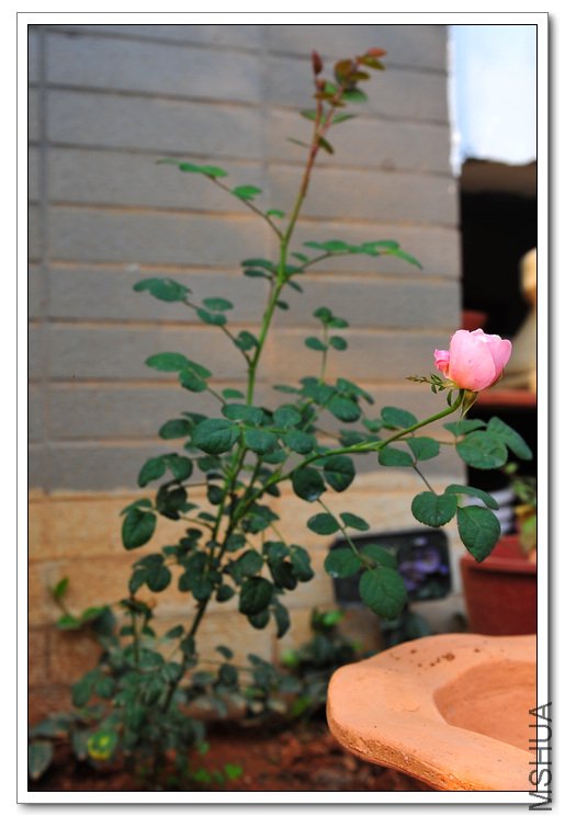 DSC_9003_��Ӱ_2.jpg