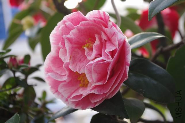 ������С IMGP0330.JPG