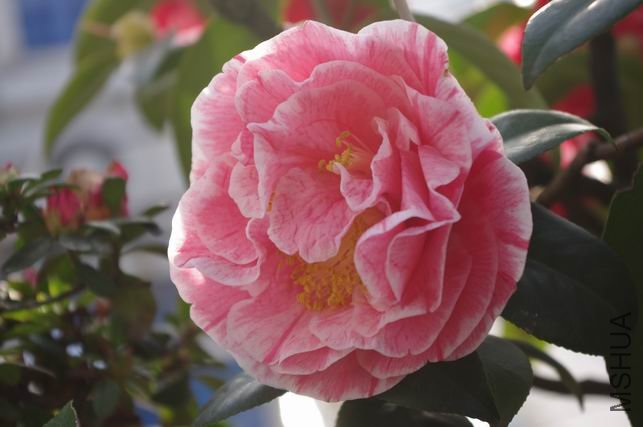 ������С IMGP0355.JPG