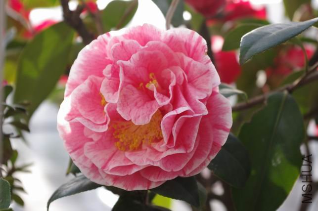 ������С IMGP0356.JPG