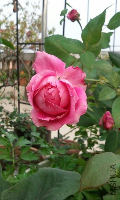 4530949_815895605_rotate1.jpg