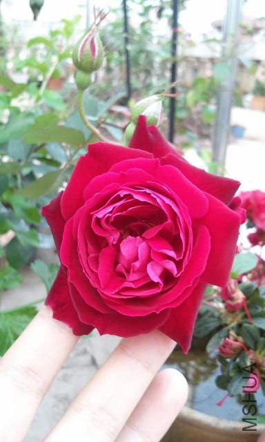 4530949_815895579_rotate1.jpg