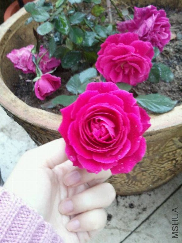 4530949_804523832_rotate1.jpg