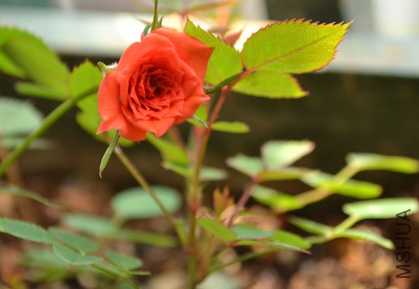 DSC_0049.jpg