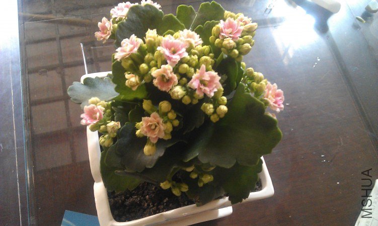 IMAG0174.jpg