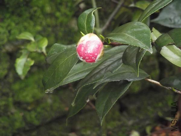 DSCF0099.jpg
