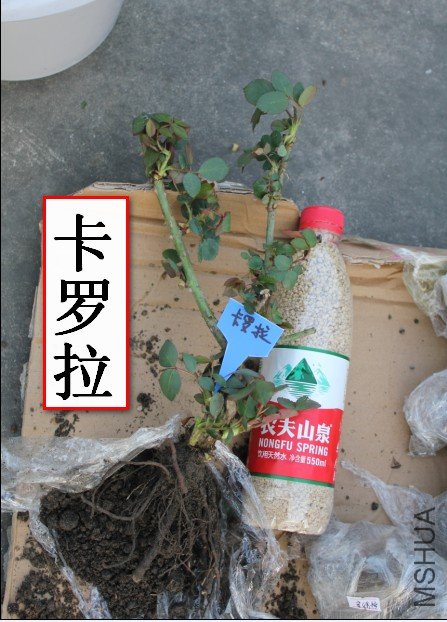 2012-04-01_202446.jpg