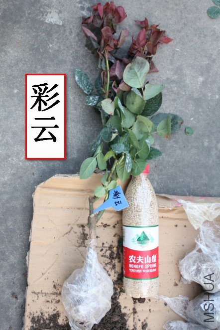 2012-04-01_203024.jpg