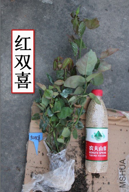 2012-04-01_203749.jpg
