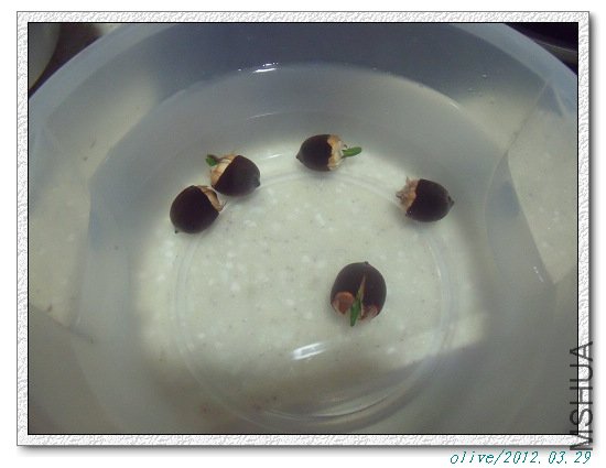 �и�С�Ӻ���ǿ