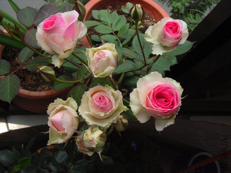RIMG0036_����.jpg