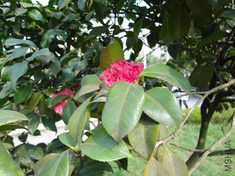 DSC00373.JPG