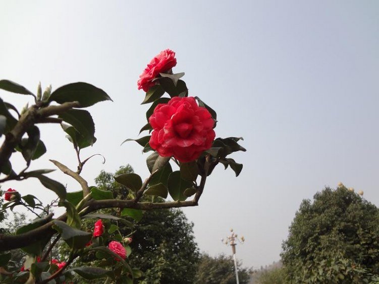 DSC00378.JPG