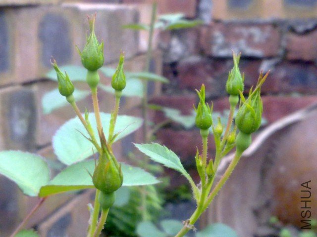 20120401306.jpg