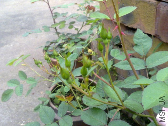 20120402335.jpg