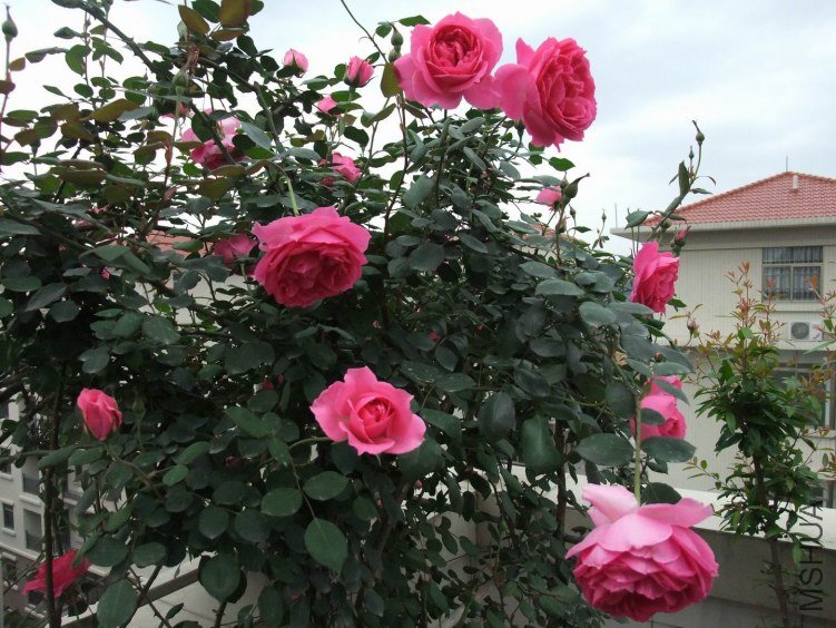 DSCF4180.JPG