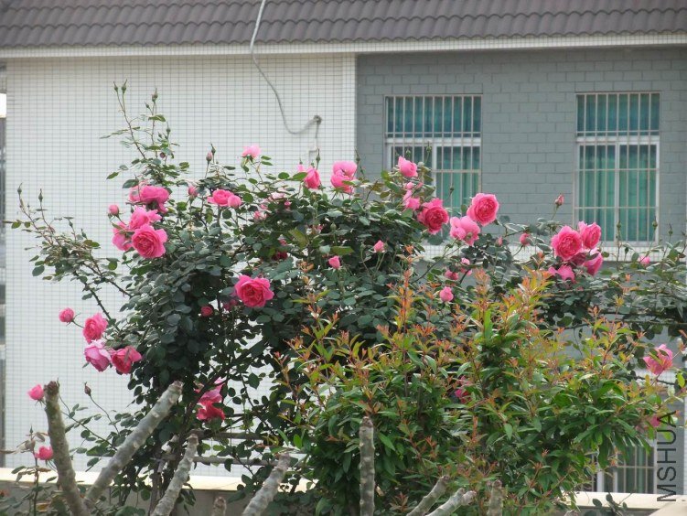 DSCF4191.JPG