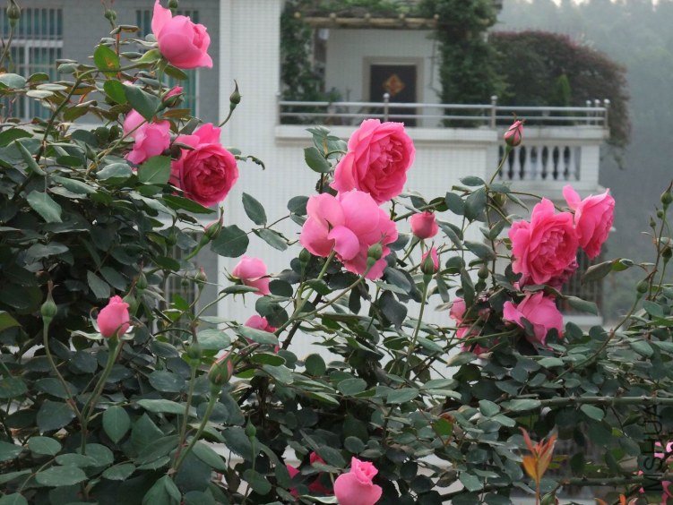 DSCF4195.JPG