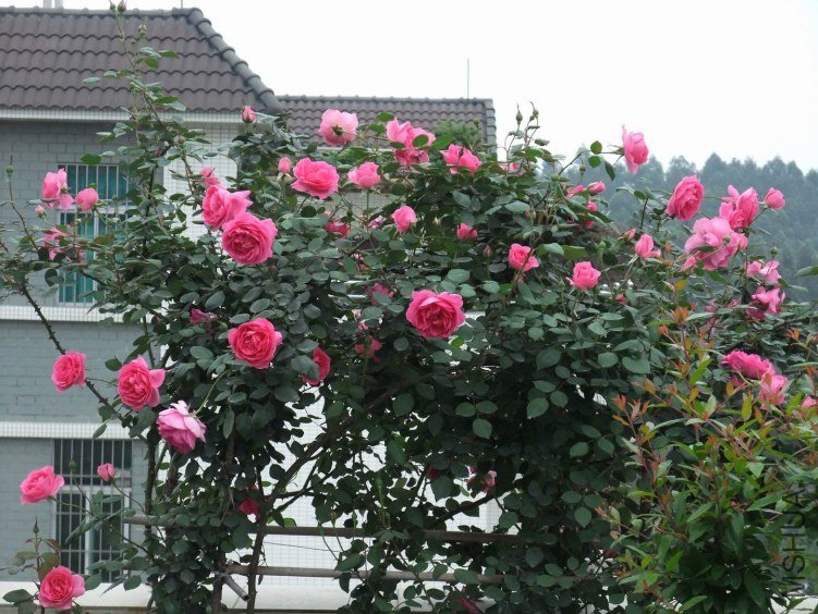 DSCF4233.JPG