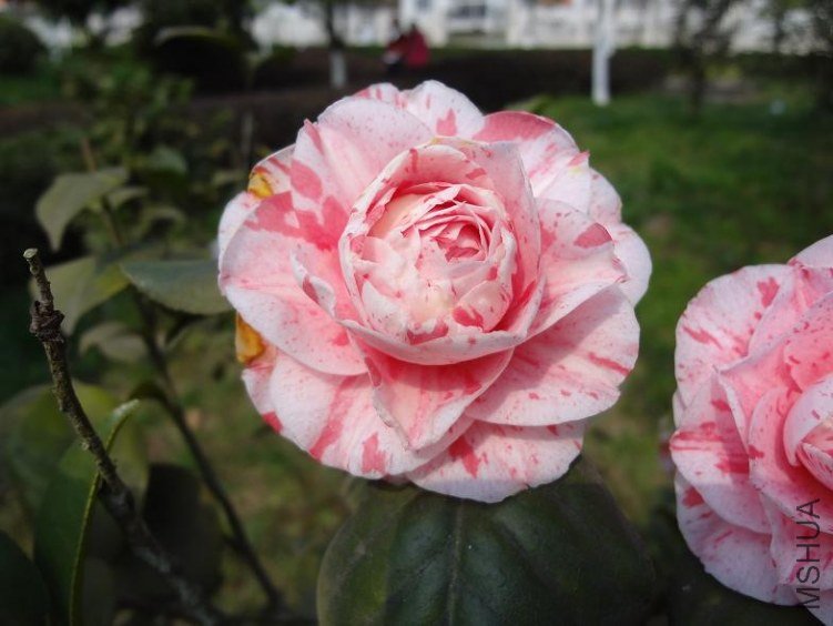 DSC00481.JPG