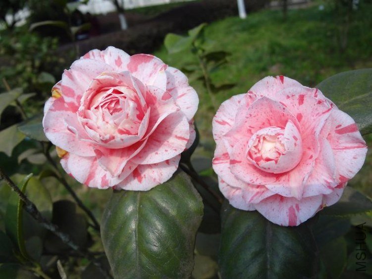DSC00482.JPG
