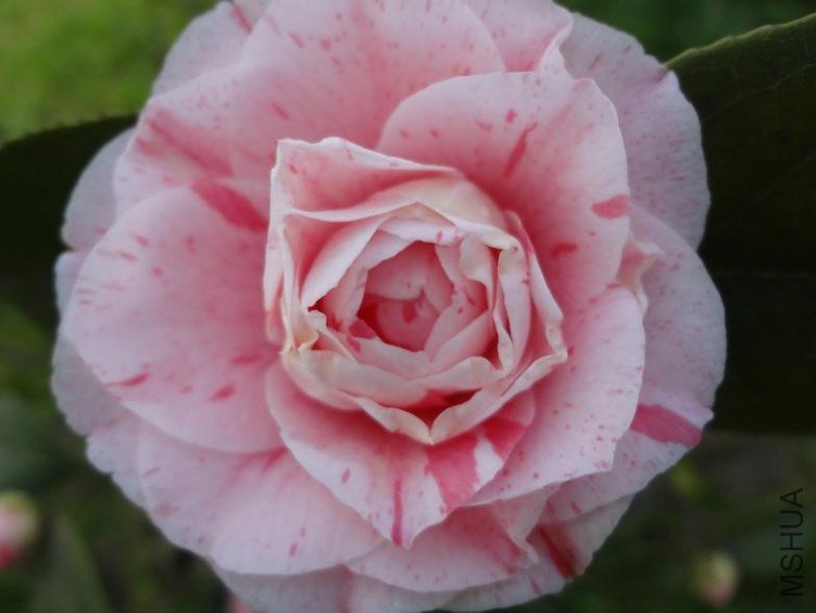 DSC00484.JPG