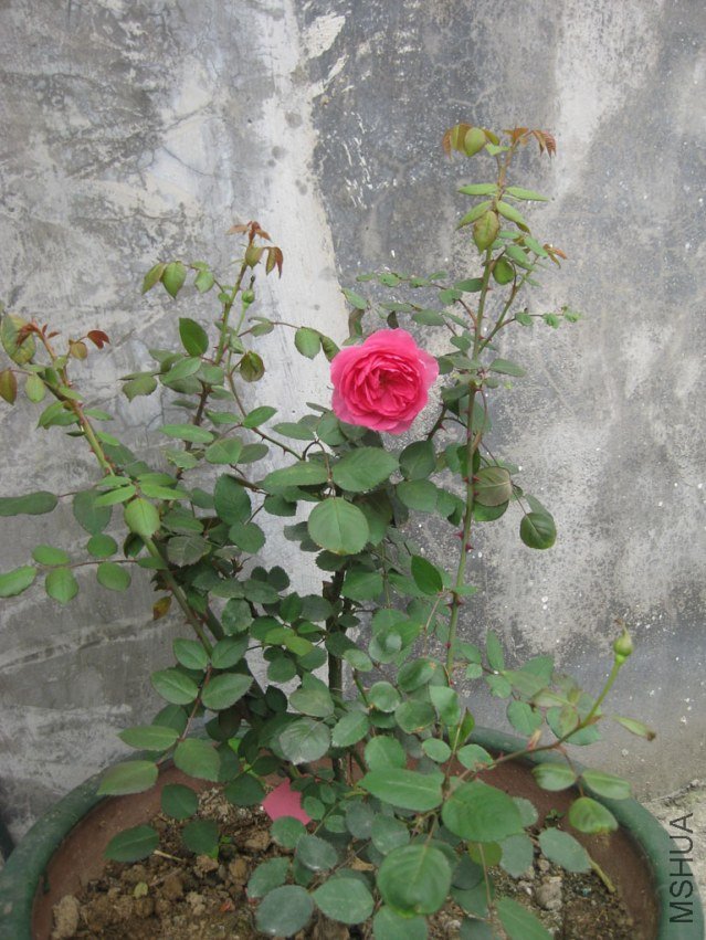 IMG_7655tiaoz.jpg