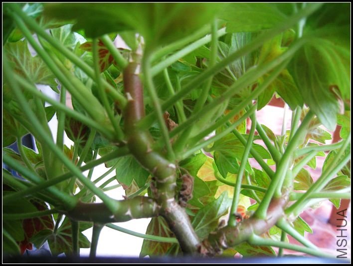 һ�����ɷֳ���������Ȼ�󳤵�ͦ�á�