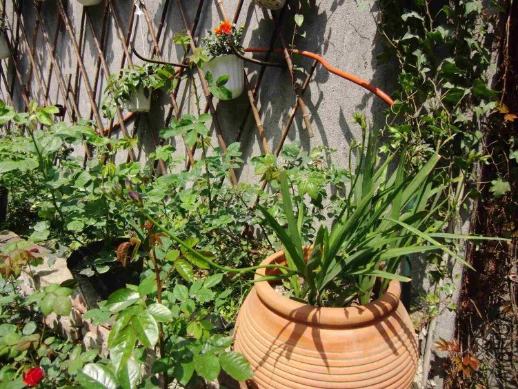 ��һ����ѩ��