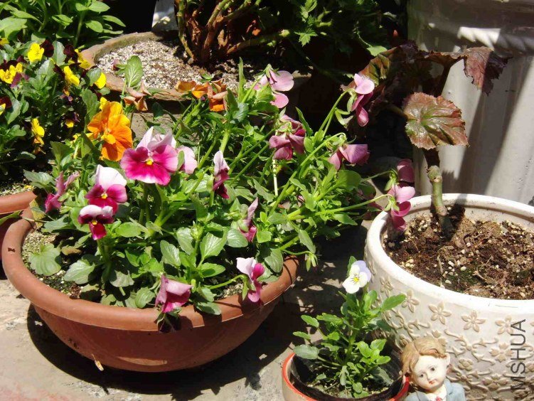 �Բ��Ľ���