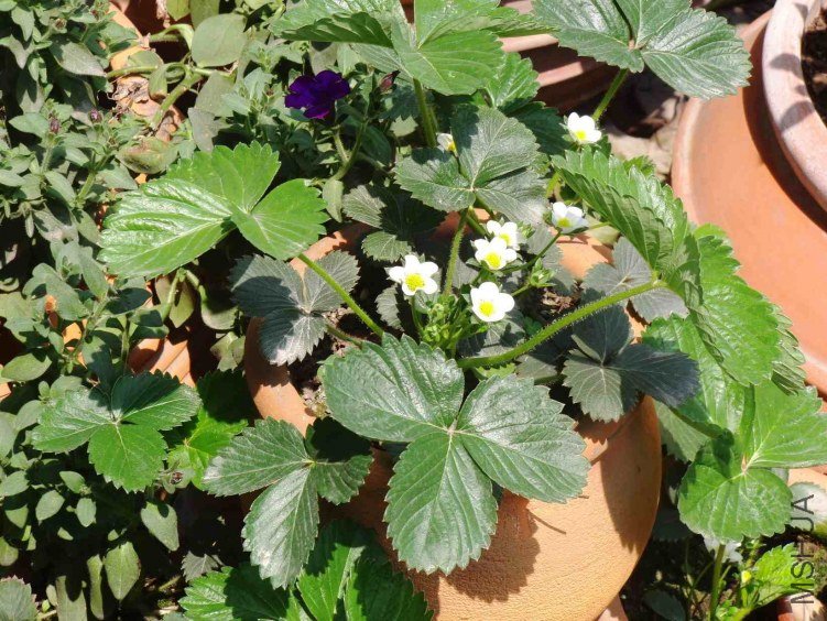 ��ݮ����