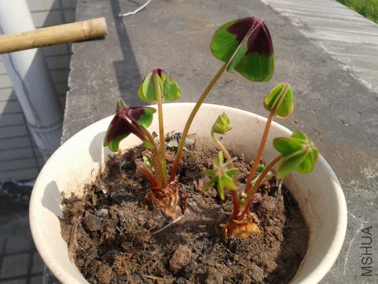 2012-04-02 10.49.54.jpg