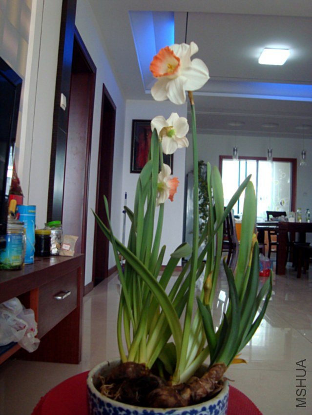 DSC04373.jpg