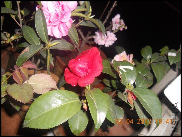 conew_dscn1304.jpg