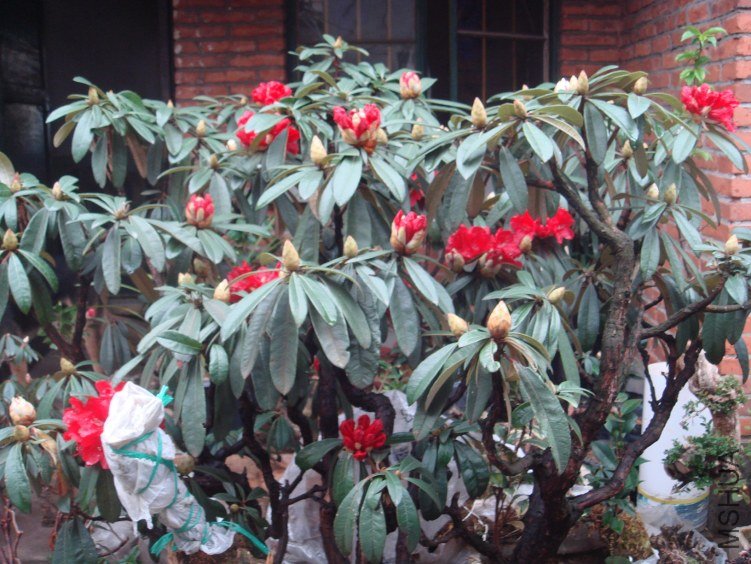 DSC07799.JPG