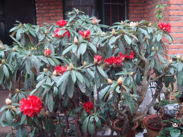 DSC07827.JPG