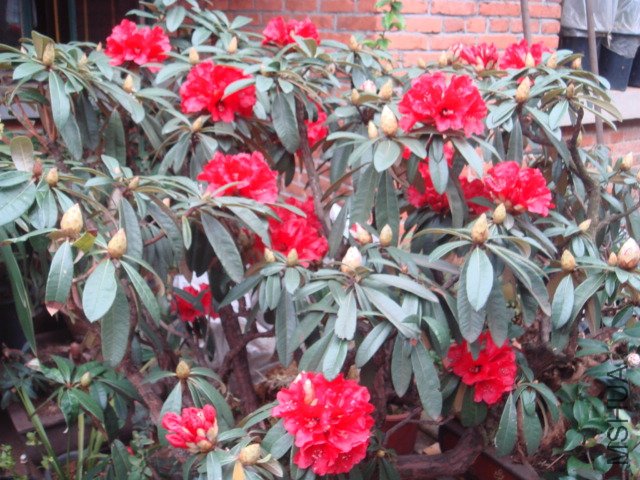 DSC07871.JPG