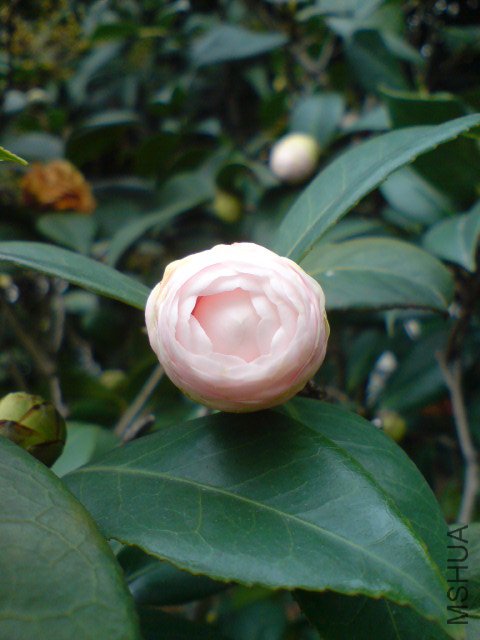DSC06610.JPG