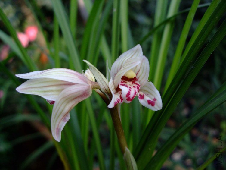 ������ 2012-4-2f 066.jpg