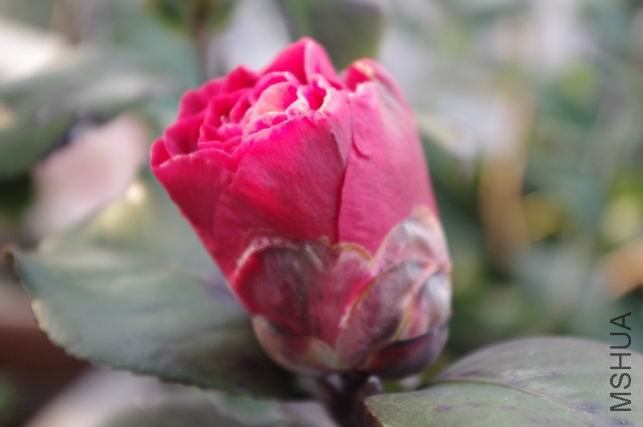 ������С IMGP0343.JPG