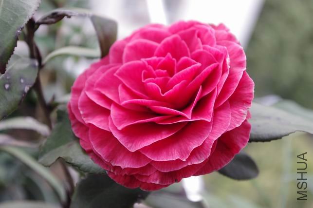 ������С IMGP0377.JPG