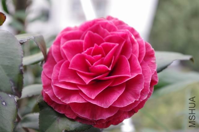 ������С IMGP0378.JPG