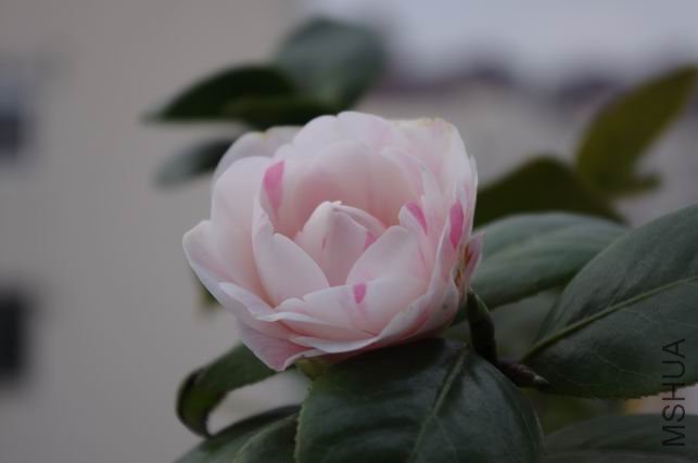 ������С IMGP0381.JPG