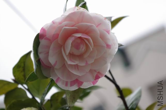 ������С IMGP0323.JPG